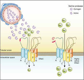 Proteolytic Activation of the Epithelial Sodium Channel in Nephrotic Syndrome by Proteasuria: Concept and Therapeutic Potential